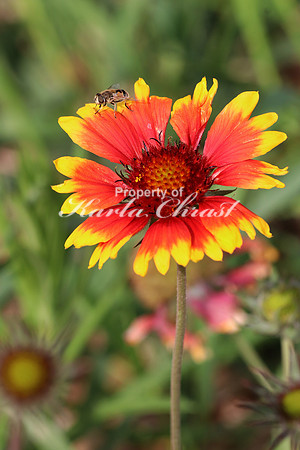 Blanket Flower 1 - September 4, 2017 Wind Cave National Park South Dakota