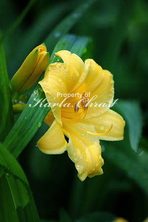 Daylily 1 - July 3, 2017 Old Mill State Park Minnesota
