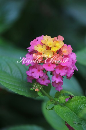 Lantana 3 - July 14, 2017