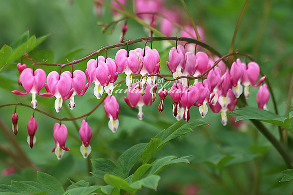 Bleeding Heart 2 - May 25, 2019