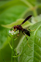 Metric Paper Wasp 1 - May 08, 2024 DeSoto National Wildlife Refuge