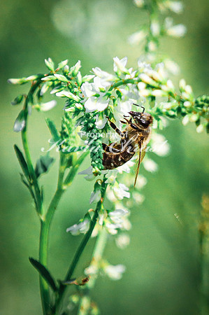 Honey bee 20 - July 18, 2023 Tewaukon National Wildlife Refuge