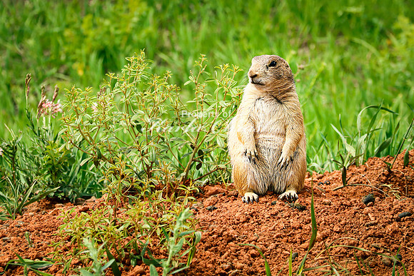 Black-tailed Prairie Dog 96 - June 12, 2023 Custer State Park South Dakota