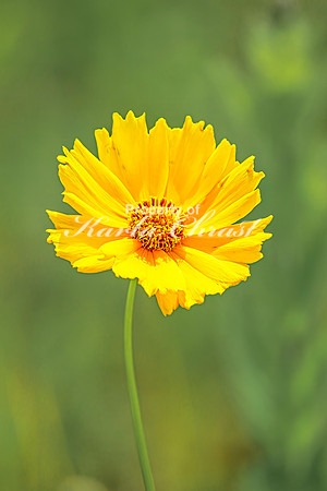 Coreopsis 12 - July 02, 2024 Rural Minnesota