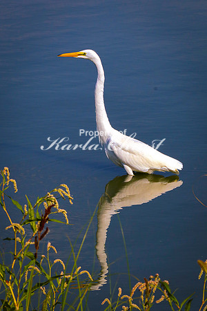 Great Egret 11 - September 1, 2023 Oakwood Lakes State Park South Dakota