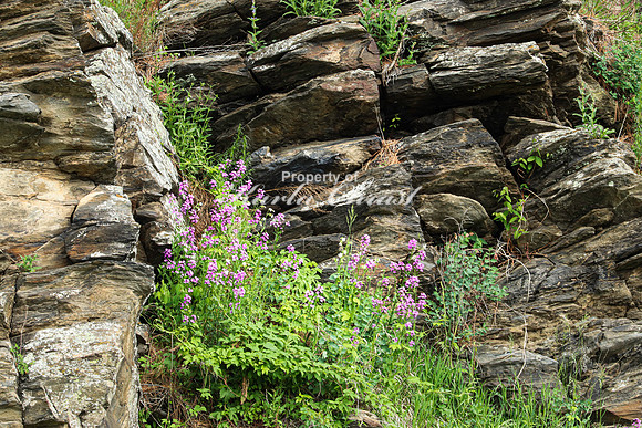 Custer State Park 71 - June 12, 2023