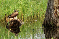 Blue-winged Teal 7 - June 14, 2019 Tewaukon National Wildlife Refuge