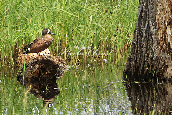 Blue-winged Teal 7 - June 14, 2019 Tewaukon National Wildlife Refuge