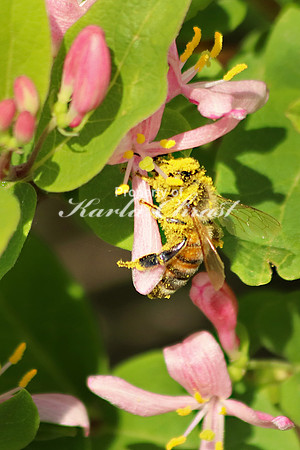Honey bee 17 - June 1, 2019 Glacial Lakes State Trail