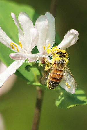 Honey bee 18 - June 1, 2019 Glacial Lakes State Trail