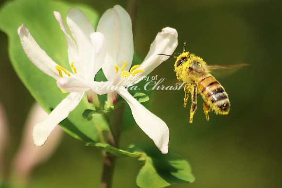 Honey bee 19 - June 1, 2019 Glacial Lakes State Trail