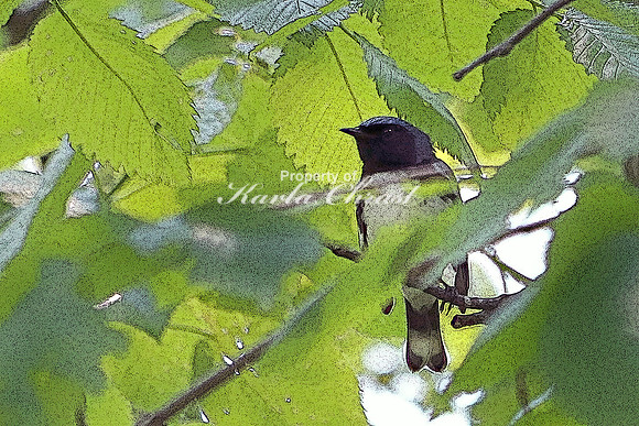 Black-throated Blue Warbler 1 (Digital Art) - June 2, 2019 Lake Wobegon Regional Trail