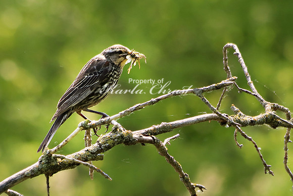 Red-Winged Blackbird 4, Female - June 2, 2019 Lake Wobegon Regional Trail