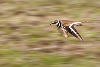Killdeer 6 - May 27, 2019