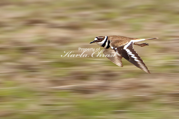Killdeer 6 - May 27, 2019