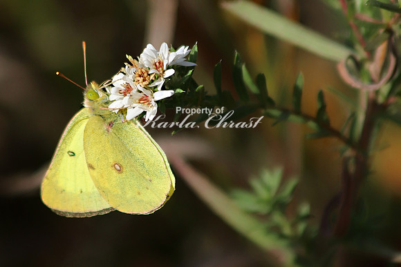 Orange Sulphur 10 - September 28, 2019