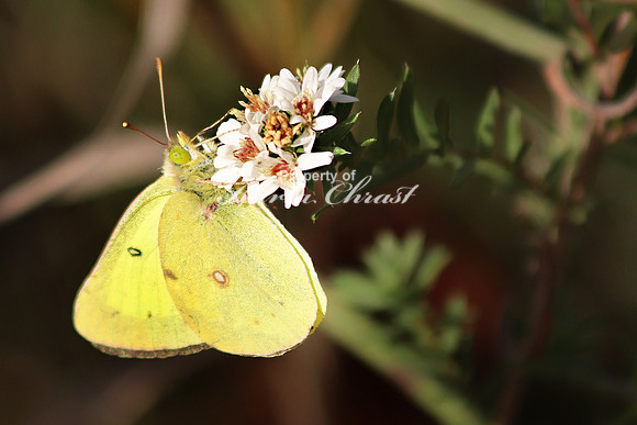 Orange Sulphur 11 - September 28, 2019