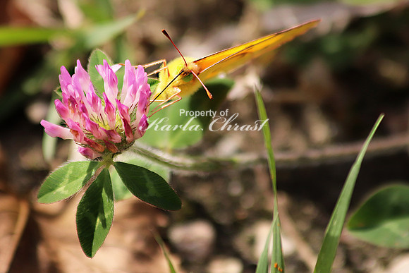 Orange Sulphur 12 - September 28, 2019