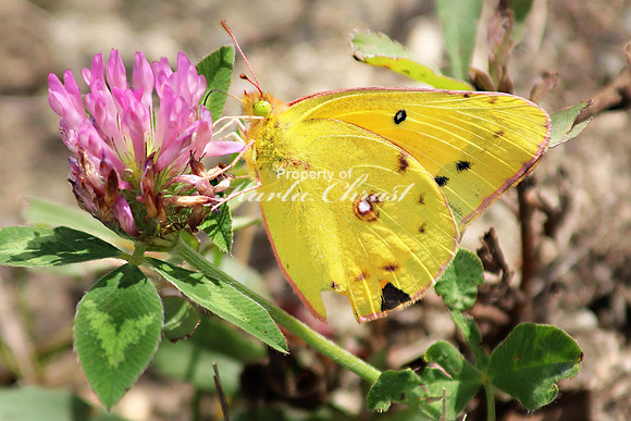 Orange Sulphur 13 - September 28, 2019