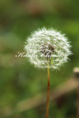 Dandelion 1 - September 28, 2019