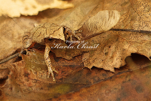 Wood Frog 1 (Digital Art) - October 2, 2019 Itasca State Park
