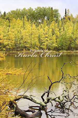 Lake Bemidji State Park 3 - October 2, 2019