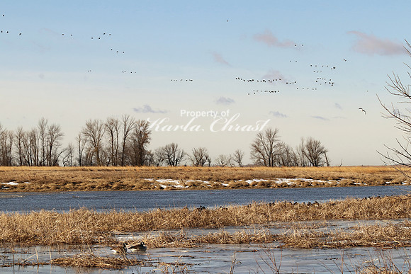 Big Stone National Wildlife Refuge 2 - March 13, 2020