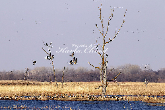 Big Stone National Wildlife Refuge 4 - March 22, 2020