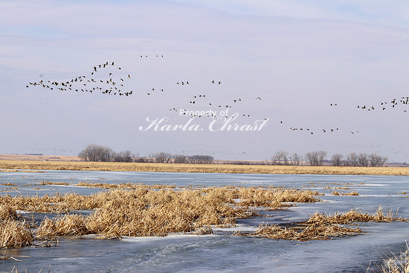 Big Stone National Wildlife Refuge 3 - March 22, 2020