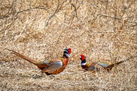 Ring-necked Pheasant, Male 11 - April 11, 2025 - Sioux Poinsett Game Production Area