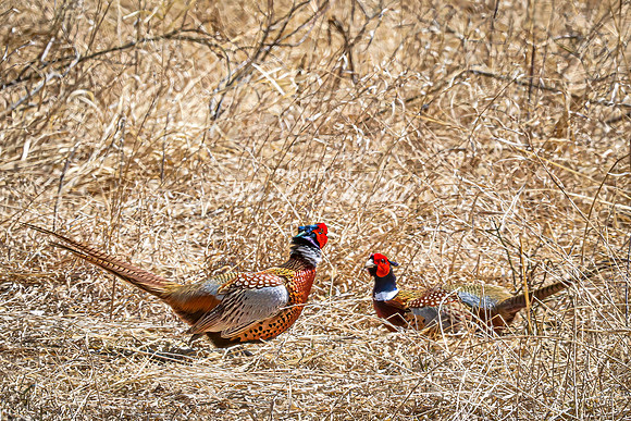 Ring-necked Pheasant, Male 11 - April 11, 2025 - Sioux Poinsett Game Production Area