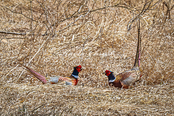 Ring-necked Pheasant, Male 25 - April 11, 2025 - Sioux Poinsett Game Production Area
