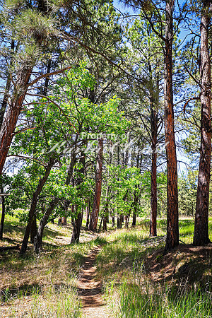 Devils Tower National Monument Joyner Ridge Trail 4- June 4, 2024