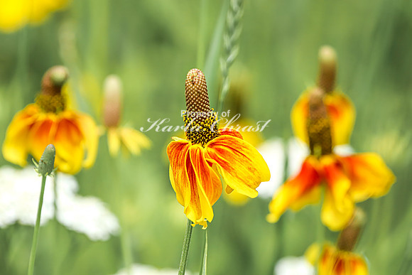 Prairie Coneflower 14 - July 02, 2024 Rural Minnesota