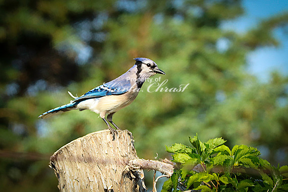 Blue Jay 8 - June 14, 2023 Oakwood Lakes State Park South Dakota