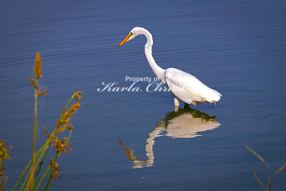 Great Egret 17 - September 1, 2023 Oakwood Lakes State Park South Dakota