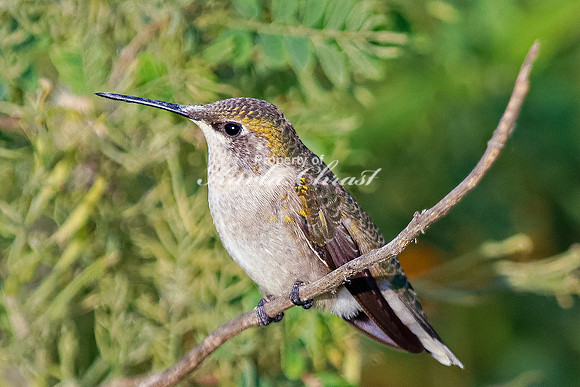 Ruby-throated Hummingbird 27 - September 1,  2023 Oakwood Lakes State Park