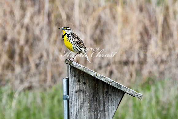 Western Meadowlark 32 - May 08, 2024 DeSoto National Wildlife Refuge