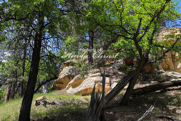 Devils Tower National Monument Joyner Ridge Trail 7- June 4, 2024