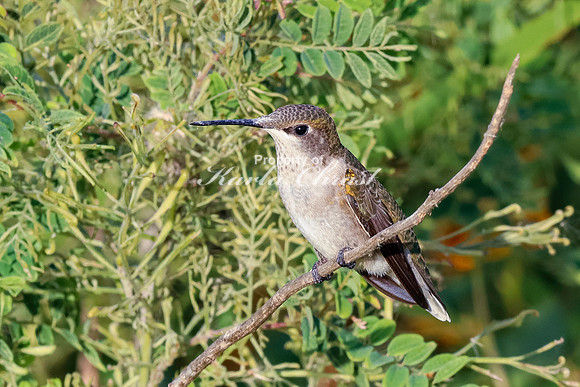 Ruby-throated Hummingbird 16 - September 1,  2023 Oakwood Lakes State Park