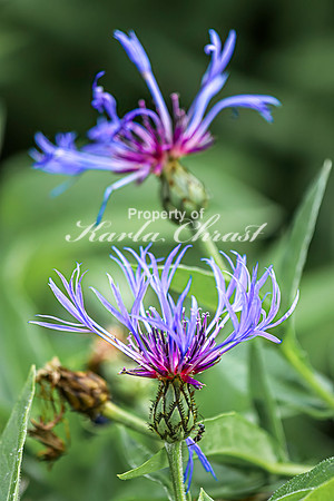 Centaurea Montana 4 - July 2, 2024 Rural Minnesota