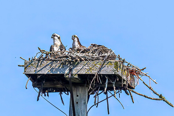 Osprey 1 - July 30, 2024 North Country National Scenic Trail