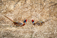Ring-necked Pheasant, Male 17 - April 11, 2025 - Sioux Poinsett Game Production Area