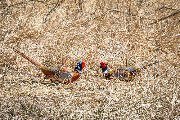 Ring-necked Pheasant, Male 17 - April 11, 2025 - Sioux Poinsett Game Production Area