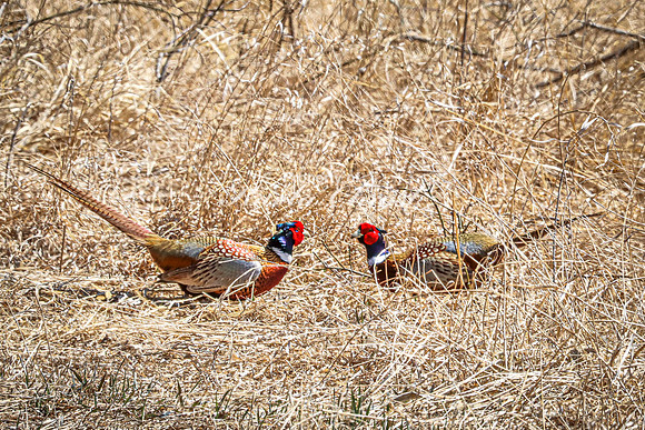Ring-necked Pheasant, Male 16 - April 11, 2025 - Sioux Poinsett Game Production Area