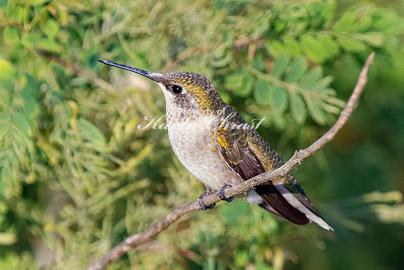 Ruby-throated Hummingbird 24 - September 1,  2023 Oakwood Lakes State Park