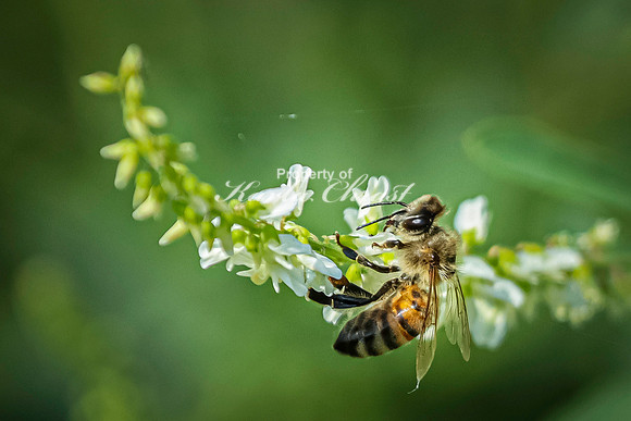 Honey bee 23 - July 18, 2023 Tewaukon National Wildlife Refuge