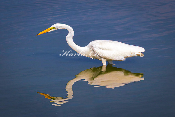 Great Egret 16 - September 1, 2023 Oakwood Lakes State Park South Dakota