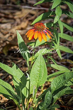 Coneflower, 2 - August 01, 2024