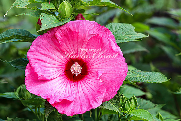 Hibiscus 3 - August 01, 2024